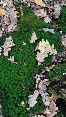 Common Haircap Moss. Polytrichum commune in the forest floor in autumn.Forest background. High quality photo clipart