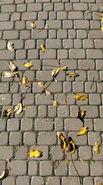 Şehirdeki asfaltta düşen yaprakların arka planı. Yüksek kalite fotoğraf