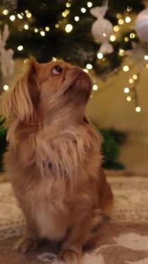 Etrafa bakan şirin Pekin kedisi. Arka planda Noel ışıkları. Dikey video. Hayvanların akıl sağlığı. Küçük kahverengi bir köpek oturur ve nefes alır. SstkVertical High kalitesinde 4K görüntü.