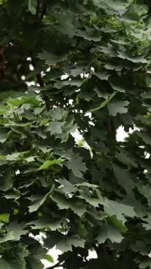 Dikey video, rüzgarda sallanan yeşil bahar yaprakları. Yaprak döken ağaçların videoları. Doğa ekolojisinde yapraklı fotosentez. Yüksek kalite 4k görüntü