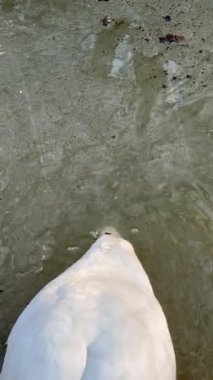 Bir kuğu yiyecek aramak için kafasını suya daldırır. Biyolojik eğitim. Kuşların beslenme yöntemleri, ekoloji. Yüksek kalite 4k görüntü