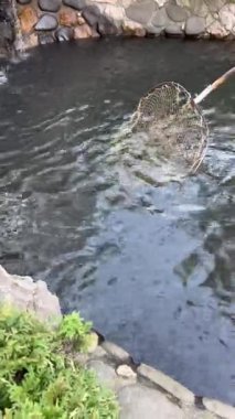 Ağ ile balık tutmak. Bir gölet ya da sudaki balıklarla süs eşyası. Balık yakalamak için uzun ahşap saplı bir ağ görünür. Yüksek kalite 4k görüntü