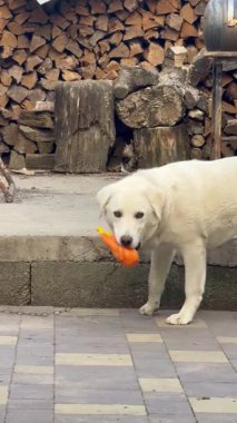  Labrador köpeği bir odun yığınının yanında zincir üzerinde dururken ağzında lastik bir tavuk oyuncağı tutuyor. Bahçede yakacak odunları, ağaç kütükleri ve döşemeleri olan rahat bir atmosfer var.. 