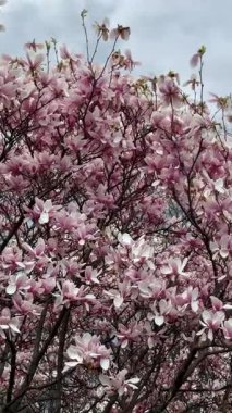Bulutlu bir bahar gökyüzüne karşı pembe çiçeklerle çiçek açan manolya ağacı, doğanın güzelliğini ve ilkbaharın başlarında mevsimsel uyanışı yakalıyor. Yüksek kalite 4k görüntü