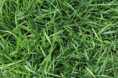 Doğal desenli taze yeşil çimenlerin üst görüntüsü. Fotokopi alanı olan yoğun çimenli arka plan, eko, bahçe bakımı, doğa veya mevsimsel tasarım projeleri için idealdir. Yüksek kalite fotoğraf