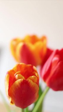 Güzel kırmızı ve turuncu laleler yumuşak doğal ışıkta yavaşça sallanıyor. Bahar, doğa, bahçıvanlık, romantizm ve Anneler Günü temalı videolar için mükemmel bir çiçek görüntüsü. Yüksek kalite 4k görüntü