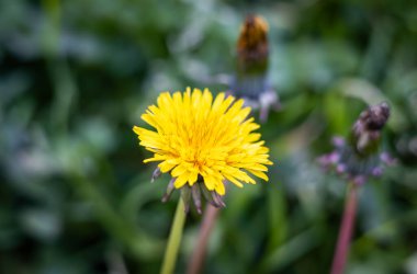 Bahçedeki güzel çiçekler koyu arkaplanlı