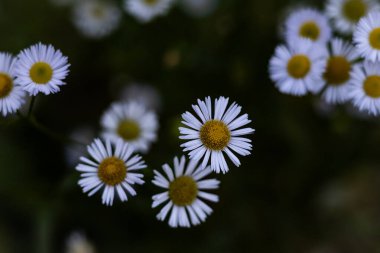 Bahçedeki güzel çiçekler koyu arkaplanlı