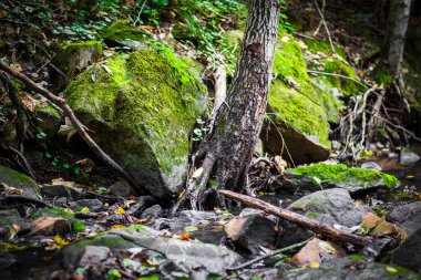 Dağlardaki ormanın güzel manzarası