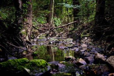 Ormanın güzel manzarası