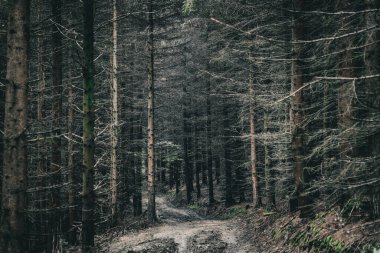 Yol karanlık ormanın içinde