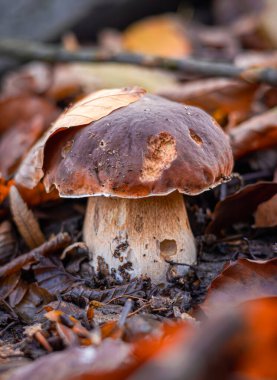 Ormanda yapraklarla kaplı bir mantar.