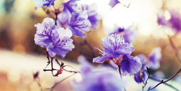 Rózsaszín Virág Barack Virágok Kék Felhők Szilvavirág Kertben Lila Virágok — Stock Fotó