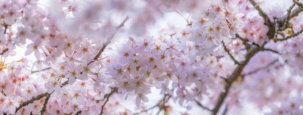 Pink flower, Peach Blossoms, blue sky, clouds, plum blossom in the garden, Violet flowers of heather in the forest, Blossoming branch cherry. Bright colorful spring flowers. Beautiful nature scene