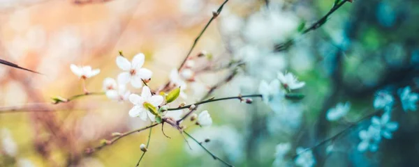 Rózsaszín Virág Barack Virágok Kék Felhők Szilvavirág Kertben Lila Virágok — Stock Fotó