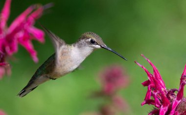 Kuş, yeşil menekşe kulaklı (Colibri thalassinus) sinekkuşu yeşil bir zemin üzerinde izole edilmiş, güzel Colibri kuşu renkli arka planda bal çiçeğini yudumluyor. Vahşi yaşam fotoğrafçılığı.