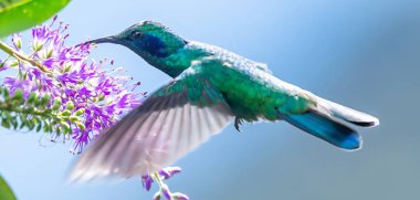 Kuş, yeşil menekşe kulaklı (Colibri thalassinus) sinekkuşu yeşil bir zemin üzerinde izole edilmiş, güzel Colibri kuşu renkli arka planda bal çiçeğini yudumluyor. Vahşi yaşam fotoğrafçılığı.