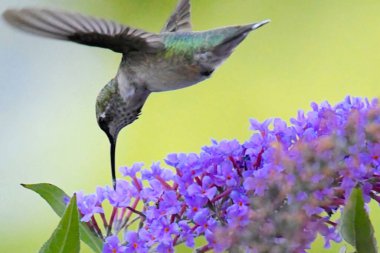 Kuş, yeşil menekşe kulaklı (Colibri thalassinus) sinekkuşu yeşil bir zemin üzerinde izole edilmiş, güzel Colibri kuşu renkli arka planda bal çiçeğini yudumluyor. Vahşi yaşam fotoğrafçılığı.