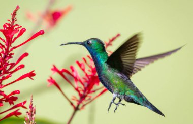 Kuş, yeşil menekşe kulaklı (Colibri thalassinus) sinekkuşu yeşil bir zemin üzerinde izole edilmiş, güzel Colibri kuşu renkli arka planda bal çiçeğini yudumluyor. Vahşi yaşam fotoğrafçılığı.