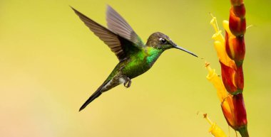 Kuş, yeşil menekşe kulaklı (Colibri thalassinus) sinekkuşu yeşil bir zemin üzerinde izole edilmiş, güzel Colibri kuşu renkli arka planda bal çiçeğini yudumluyor. Vahşi yaşam fotoğrafçılığı.