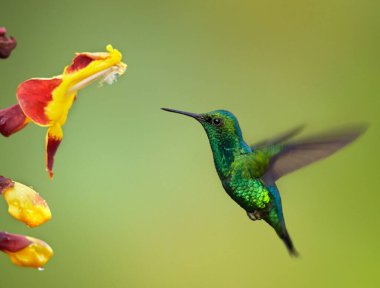 Kuş, yeşil menekşe kulaklı (Colibri thalassinus) sinekkuşu yeşil bir zemin üzerinde izole edilmiş, güzel Colibri kuşu renkli arka planda bal çiçeğini yudumluyor. Vahşi yaşam fotoğrafçılığı.