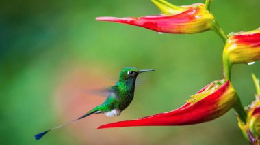 Kuş, yeşil menekşe kulaklı (Colibri thalassinus) sinekkuşu yeşil bir zemin üzerinde izole edilmiş, güzel Colibri kuşu renkli arka planda bal çiçeğini yudumluyor. Vahşi yaşam fotoğrafçılığı.