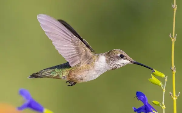 Bird, Green Violet-ear (Colibri thalassinus) hummingbird in flight isolated on a green background, Beautiful Colibri bird sipping honey flower with colorful background. Wildlife photography.