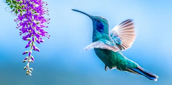 Bird, Green Violet-ear (Colibri thalassinus) hummingbird in flight isolated on a green background, Beautiful Colibri bird sipping honey flower with colorful background. Wildlife photography.