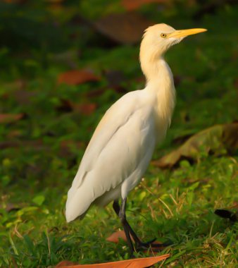 Kuş, haydut, Casmerodius albusu, büyük beyaz boğazlı kuş egretta alba ardeid, vahşi yaşam fotoğrafçılığı