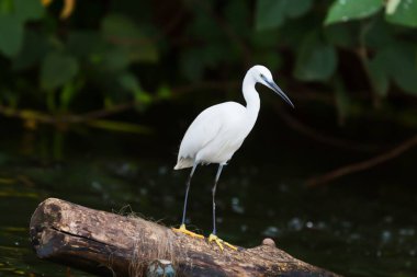 Kuş, haydut, Casmerodius albusu, büyük beyaz boğazlı kuş egretta alba ardeid, vahşi yaşam fotoğrafçılığı