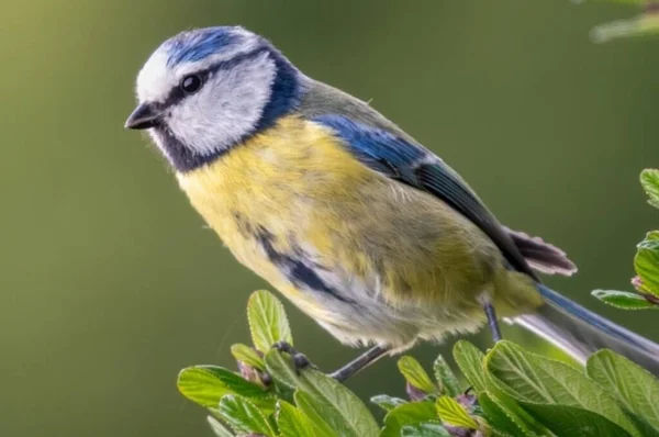 Blue tit looking up in the forest, on a beautiful branch and stunning morning light