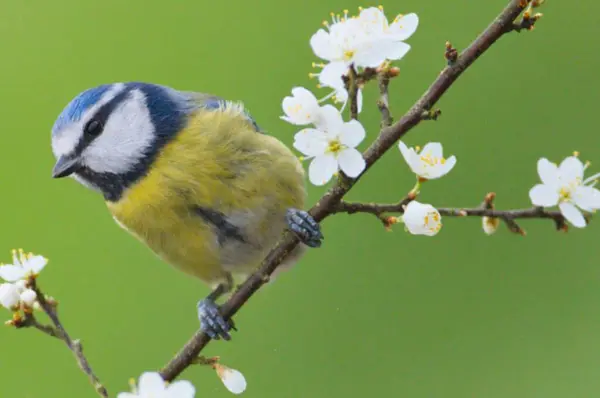 Blue tit looking up in the forest, on a beautiful branch and stunning morning light