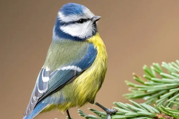 Blue tit looking up in the forest, on a beautiful branch and stunning morning light