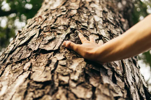 Ruka Dotýkající Stromu Připojení Přírodnímu Konceptu — Stock fotografie