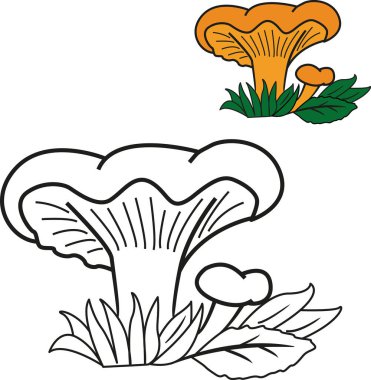 Çocuk boyama kitabı için Chanterelle mantarı. Yapraklarda yetişen mantarların vektör çizimi