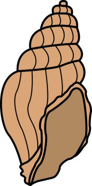 Deniz kabuğu. Deniz kabuğu vektör çizimi beyaz arkaplanda izole edildi