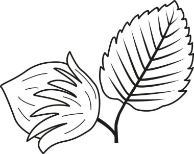 Renkler için fındık yaprağı. Vektör illüstrasyonu