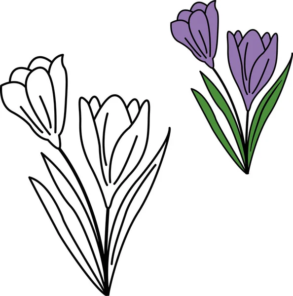 Flowers Windflower Pulsatilla Patens Coloring Book — Stock Vector