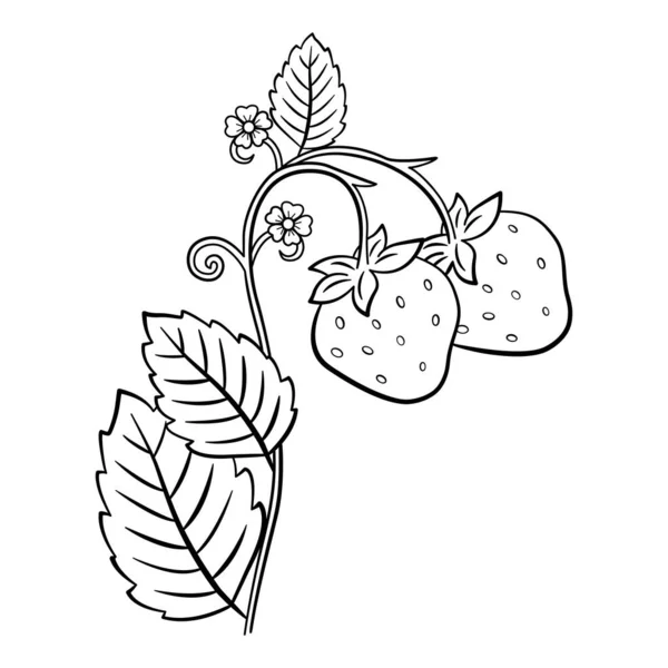 Boyama sayfası için Wild Strawberry. Olgun Orman Böğürtlenleri. Çilek Çiçekleri ve Yeşil Yapraklar. Vektör illüstrasyonu