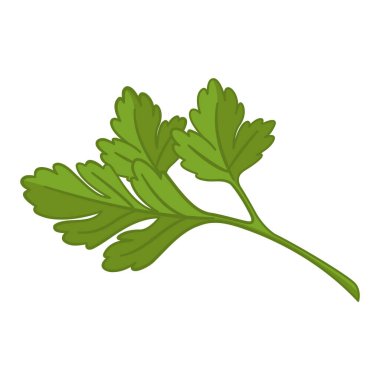 Taze Maydanoz Yaprağı. Pişirme Bitkilerinin Vektör İllüstrasyonu.