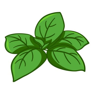 Taze Yeşil Basil Yaprakları. Salatalar için Basil 'in Vektör İllüstrasyonu. Menü Tasarımı