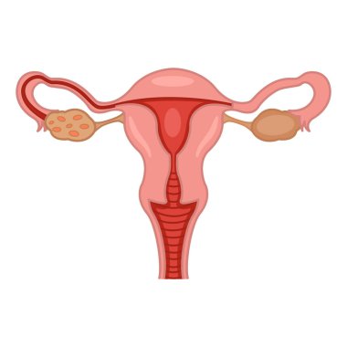 Kadın Üreme Sistemi. Sağlıklı Kadın Üreme Organlarının Vektör İllüstrasyonu. İnsan Anatomisi