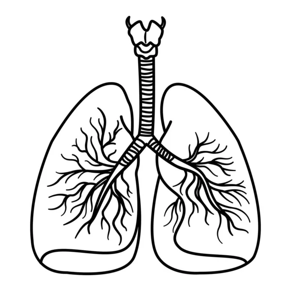 Sistema Respiratorio Humano Para Colorear Órganos Internos Humanos Concepto Medicina — Vector de stock