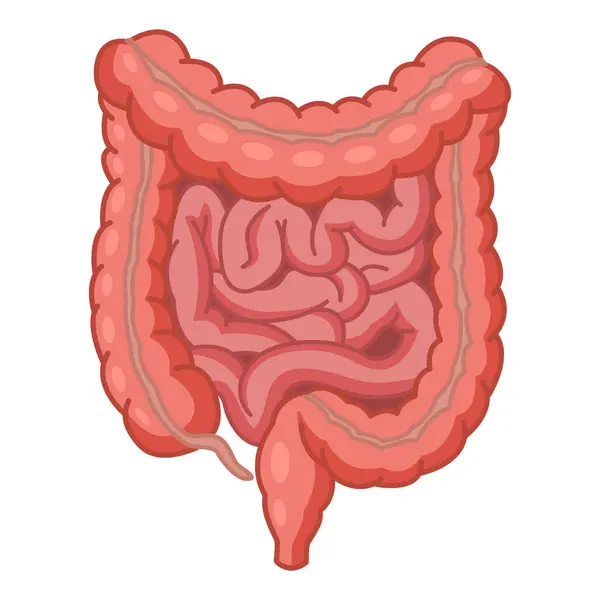 Intestino Delgado Grueso Humano Anatomía Del Intestino Ilustración Vectorial Órganos — Vector de stock