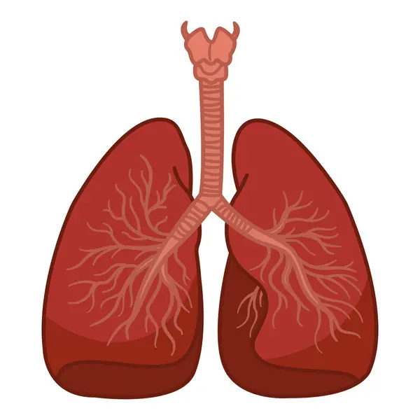 Sistema Respiratorio Los Pulmones Humanos Órganos Internos Humanos Concepto Medicina — Vector de stock