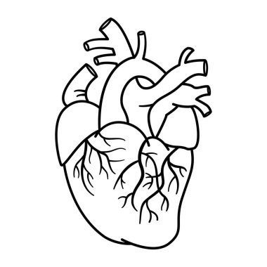 Renkler İçin İnsan Kalbi Anatomisi. Venöz Sistemli Kalbin Vektör İllüstrasyonu. İç organ. Tıp Konsepti