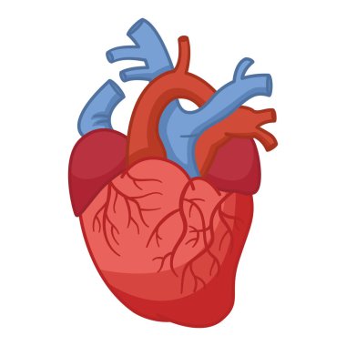 İnsan Kalbi Anatomisi. Venöz Sistemli Kalbin Vektör İllüstrasyonu. İç organ. Tıp Konsepti