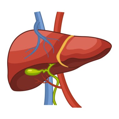 İnsan karaciğerinin anatomisi. Sindirim safra kesesi organı, karaciğere kan akışı. İç Organ 'ın Vektör İllüstrasyonu. Tıp Konsepti