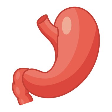 İnsan midesi. İç Organ 'ın Vektör İllüstrasyonu. Tıp Konsepti