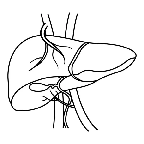 Anatomía Del Hígado Humano Para Colorear Órgano Vesícula Digestiva Suministro — Vector de stock